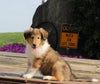 Collie Lassie For Sale Fredericksburg OH Female-Gwen