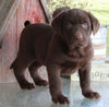 AKC Registered Labrador Retriever For Sale Sugarcreek OH Male-Bear