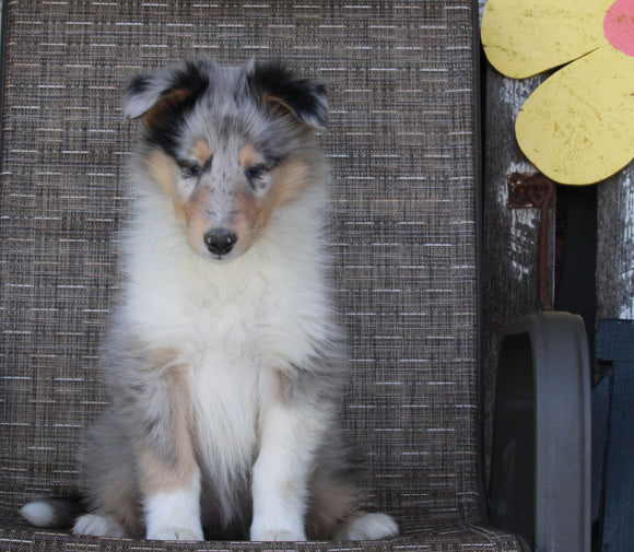 Collie Lassie For Sale Fredricksburg OH Female-Roxanne