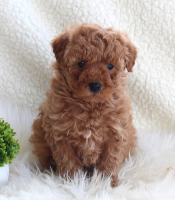 AKC Registered Miniature Poodle For Sale Millersburg OH Female-Fluffy