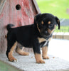 Puggle For Sale Sugarcreek OH Male -Russel