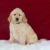 AKC Registered Golden Retriever For Sale Fredericksburg OH Female-Annabelle