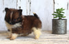 ACA Registered Pomeranian For Sale Millersburg OH Female-Janet