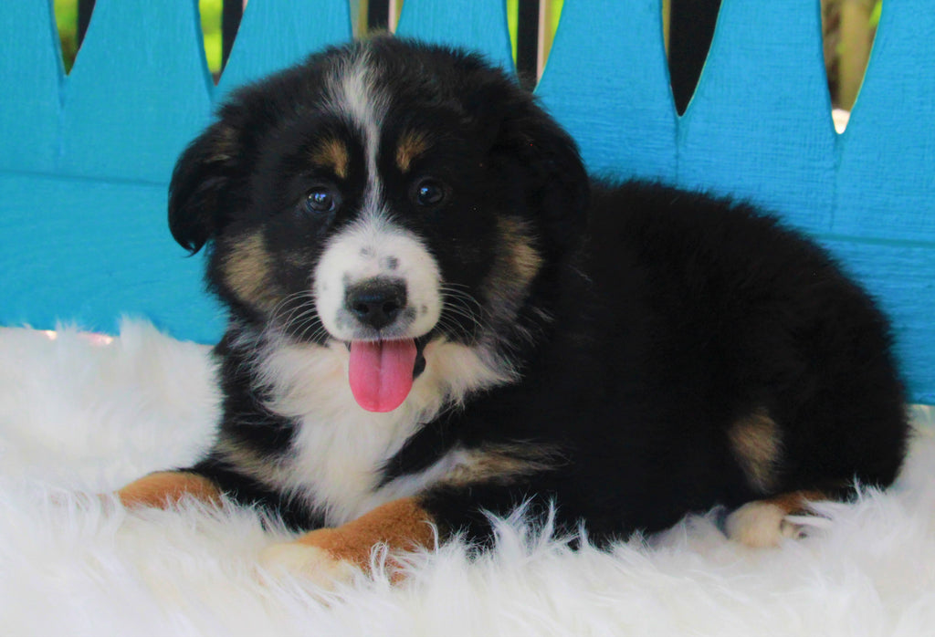 Mini Australian Shepherd For Sale Fredericksburg OH -Female Koda – AC ...