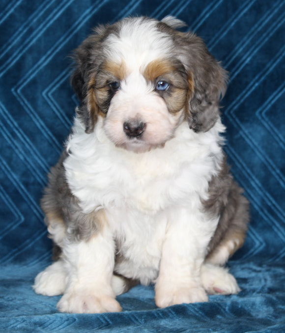 Mini Bernedoodle For Sale Dundee OH Female-Macey