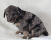 Bernedoodle For Sale Dundee OH Female-Alexa