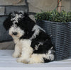 AKC Registered Moyen Poodle For Sale Wooster OH Female-Alice