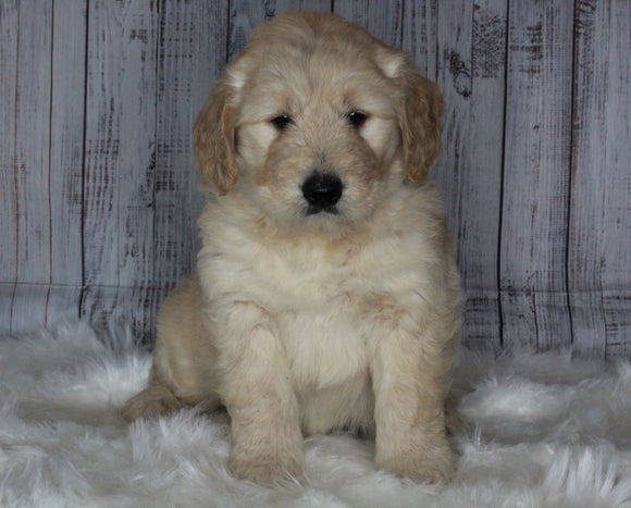 Golden Doodle Mix For Sale Sugarcreek, OH Female- Lilly