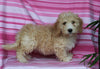 F1BB Mini Labradoodle For Sale Millersburg OH Female-Eden