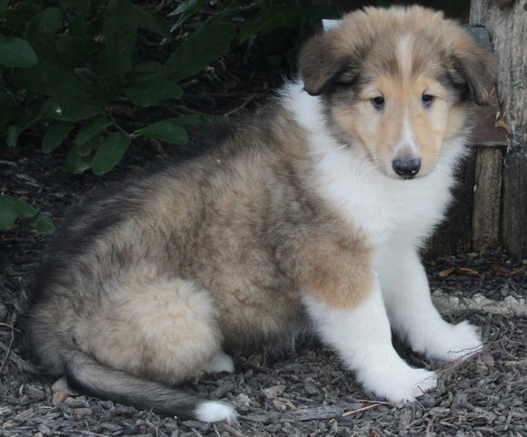 AKC Registered Lassie Collie For Sale Millersburg OH Male-Wyatt