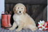 Mini F1BB Labradoodle For Sale Millersburg, OH Male- Zeke