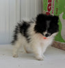 Pomeranian For Sale Fredericksburg OH Female-Dixie