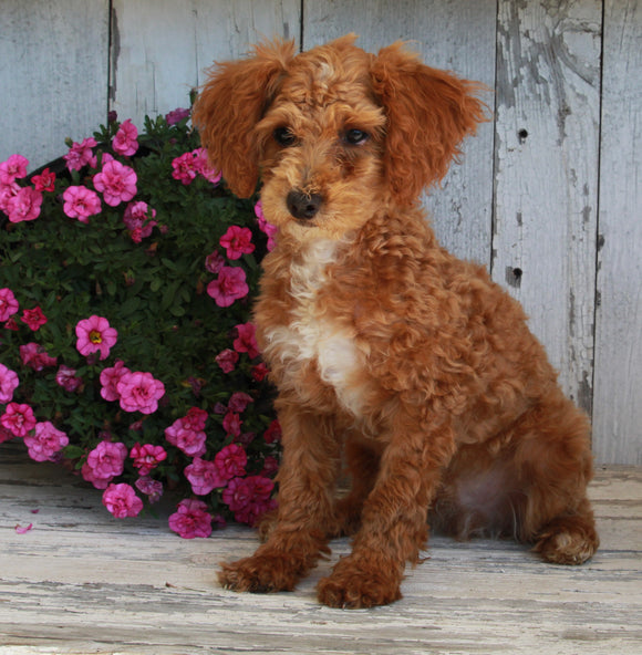Mini Poodle For Sale Millersburg OH Male-Rockstar