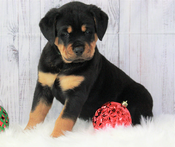 AKC Registered Rottweiler For Sale Holmesville, OH Male- Diesel