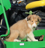 AKC Registered Collie Lassie For Sale Fredericksburg OH Male-Heath
