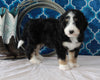 Bernedoodle For Sale Sugarcreek OH Male-Chase