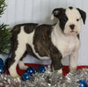 Boxer/Bulldog For Sale Fredericksburg OH Female-Kallie