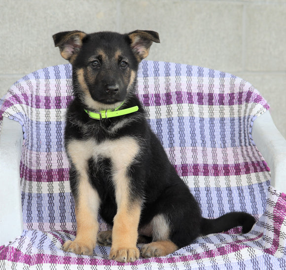 AKC Registered German Shepherd For Sale Sugarcreek, OH Female- Lily