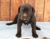 AKC Registered Cane Corso For Sale Wooster, OH Male- Duke