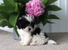 Shih-Poo For Sale Dundee OH Male-Riley