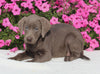 AKC Registered Labrador Retriever For Sale Millersburg OH Female-Isabella
