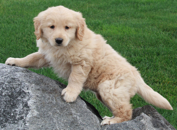 AKC Registered Golden Retriever For Sale Millersburg OH Female-Butterball