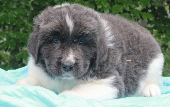 AKC Newfoundland For Sale Millersburg OH-Male Teddy