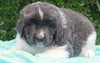 AKC Newfoundland For Sale Millersburg OH-Male Teddy