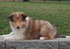 Collie (Lassie) For Sale Fredricksburg , OH Bertha