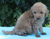 Mini Goldendoodle For Sale Millersburg OH Male-Pheonix