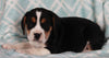 Beabull For Sale Navarre OH Male-Buster