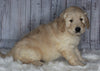 Golden Doodle Mix For Sale Sugarcreek, OH Female- Lilly