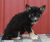 Pomsky Puppy For Sale Wooster OH -Male Dallas