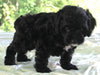 Cockapoo For Sale Dundee For Sale Male-Merlin