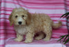 F1BB Mini Labradoodle For Sale Millersburg OH Female-Eden