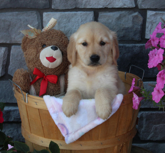 AKC Registered Golden Retriever For Sale Brinkhaven OH Female-Kendra