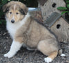 AKC Registered Lassie Collie For Sale Millersburg OH Male-Wyatt