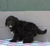 AKC Registered Portuguese Water Dog For Sale Fredricksburg OH Male-Ellis
