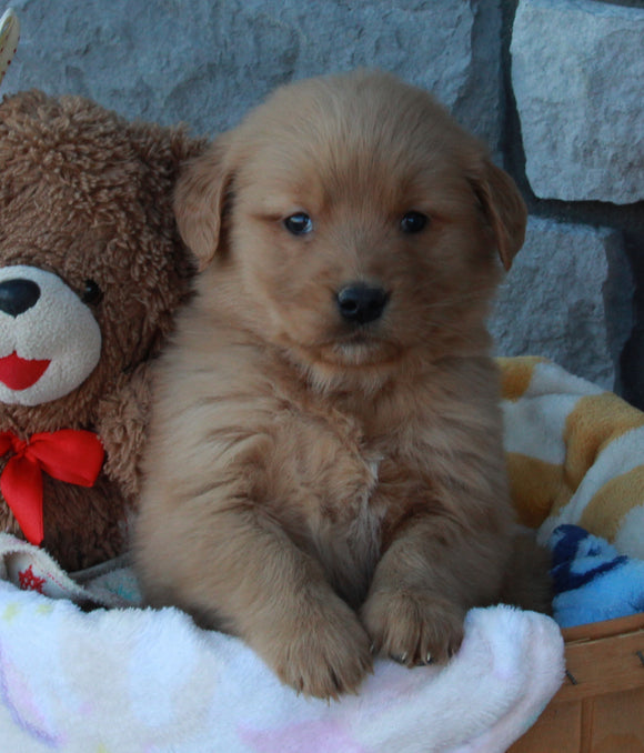 AKC Registered Golden Retriever For Sale Brinkhaven OH Female-Destiny