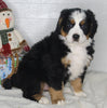 AKC Registered Bernese Mountain Dog For Sale Millersburg OH Female-Jill