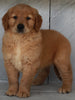 AKC Registered Golden Retriever For Sale Millersburg OH -Female Mandie