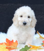 Medium F1B Labradoodle For Sale Millersburg OH Male-Henry