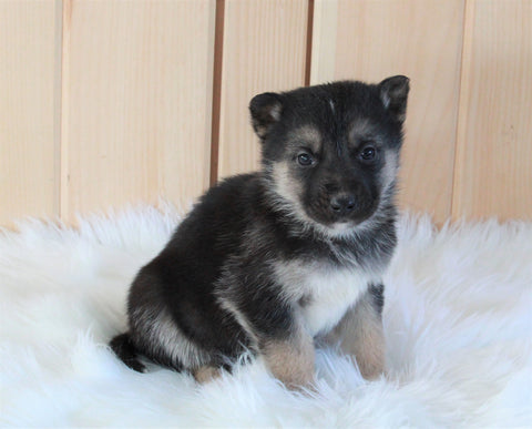 German Shepherd/ Siberian Husky Mix For Sale Millersburg, OH Male- Max