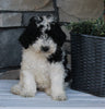 AKC Registered Moyen Poodle For Sale Wooster OH Female-Alice