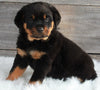 AKC Registered Rottweiler For Sale Applecreek OH -Female Layla