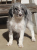 Aussiedoodle For Sale Millersburg OH Female-Keisha MAKE AN OFFER