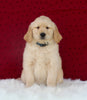 AKC Registered Golden Retriever For Sale Fredericksburg OH Female-Annabelle