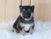 German Shepherd/ Siberian Husky Mix For Sale Millersburg, OH Male- Max