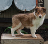 AKC Registered Collie Lassie For Sale Fredricksburg OH Female-Hope