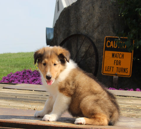 Collie Lassie For Sale Fredericksburg OH Male-Garfield